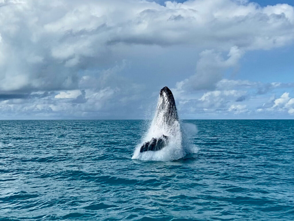 Wonders of Whale Watching