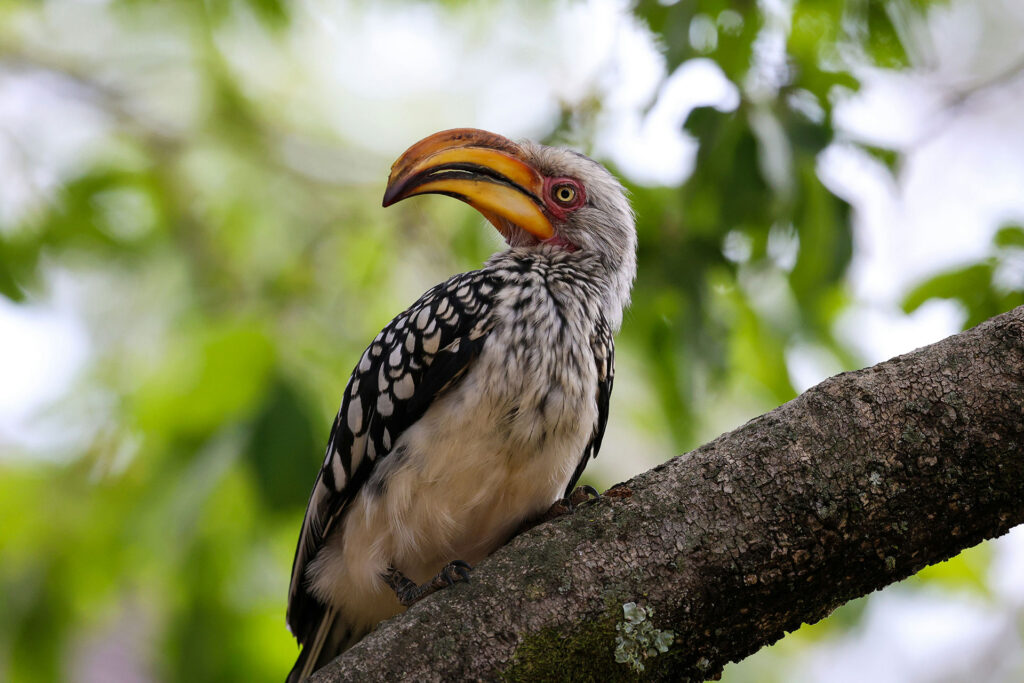 The Yellow Billed Hornbill – A bright guardian of Southern Africa’s Wild Spaces